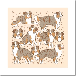 Minature american shepherd dog illustration Posters and Art